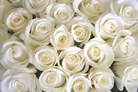 White Rose